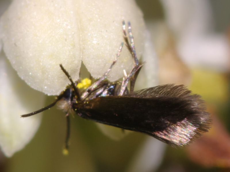 Piccoli lepidotteri: Micropterix aruncella - Micropterigidae